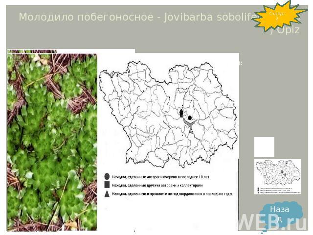 Молодило побегоносное - Jovibarba sobolifera (Sims) Opiz