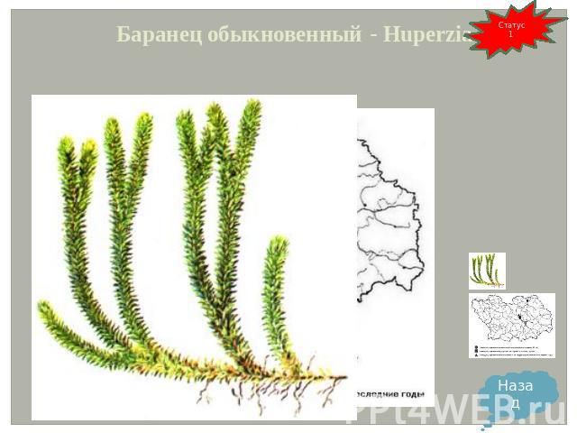 Баранец обыкновенный - Huperzia selago