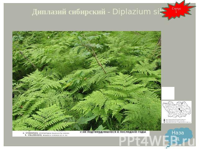 Диплазий сибирский - Diplazium sibiricum