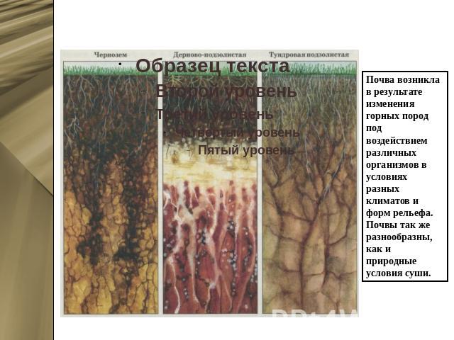 Типы почв Почва возникла в результате изменения горных пород под воздействием различных организмов в условиях разных климатов и форм рельефа. Почвы так же разнообразны, как и природные условия суши.