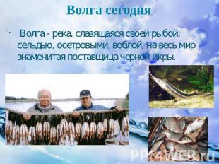 Волга сегодня Волга - река, славящаяся своей рыбой: сельдью, осетровыми, воблой,