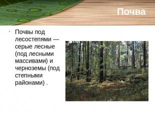 Почва Почвы под лесостепями — серые лесные (под лесными массивами) и черноземы (