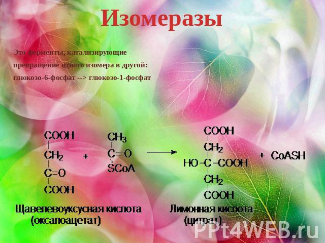 Изомеразы Это ферменты, катализирующиепревращение одного изомера в другой:глюкозо-6-фосфат --> глюкозо-1-фосфат