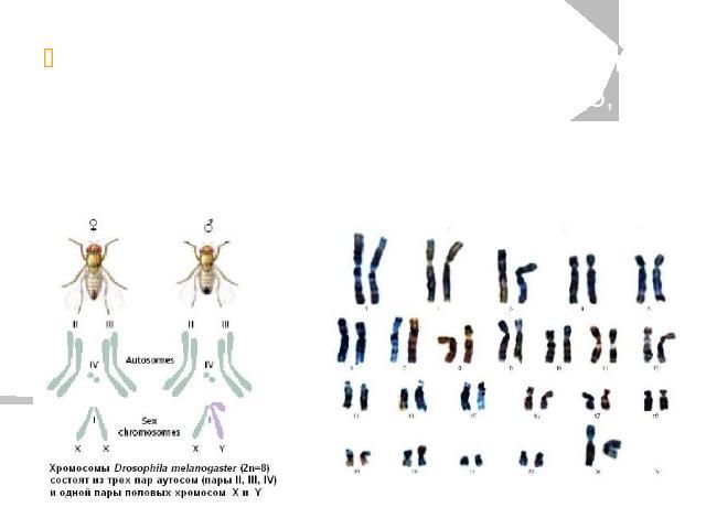 Если отношение количества Х-хромосом к количеству наборов аутосом равно 0,5, то развивается самец, а если — 1, то самка. Хромосомный набор человека