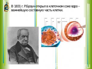 В 1831 г. Р.Броун открыл в клеточном соке ядро – важнейшую составную часть клетк