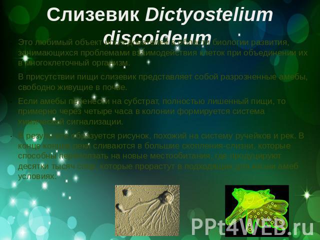Слизевик Dictyostelium discoideum Это любимый объект исследователей в области биологии развития, занимающихся проблемами взаимодействия клеток при объединении их в многоклеточный организм. В присутствии пищи слизевик представляет собой разрозненные …
