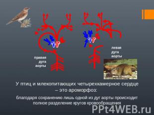 правая дуга аортылеваядуга аортыУ птиц и млекопитающих четырехкамерное сердце –