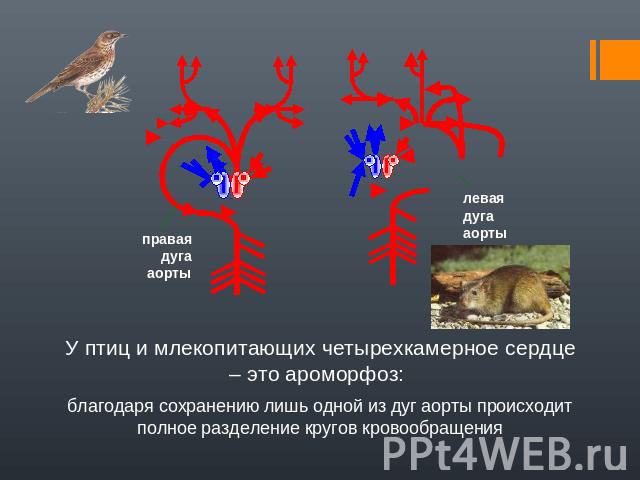 правая дуга аортылеваядуга аортыУ птиц и млекопитающих четырехкамерное сердце – это ароморфоз: благодаря сохранению лишь одной из дуг аорты происходит полное разделение кругов кровообращения