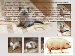 Примером может служить выведенная академиком М.Ф. Ивановым порода свиней - украи