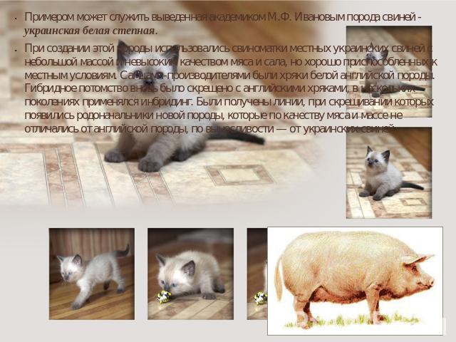 Примером может служить выведенная академиком М.Ф. Ивановым порода свиней - украинская белая степная. При создании этой породы использовались свиноматки местных украинских свиней с небольшой массой и невысоким качеством мяса и сала, но хорошо приспос…
