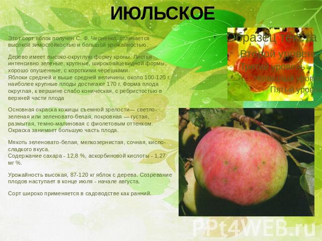 ИЮЛЬСКОЕ Этот сорт яблок получен С. Ф. Черненко, отличается высокой зимостойкостью и большой урожайностью. Дерево имеет высоко-округлую форму кроны. Листья интенсивно зеленые, крупные, широкояйцевидной формы, хорошо опушенные, с короткими черешками.…