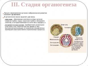 III. Стадия органогенеза Процесс формирования органов в эмбриональном развитии н