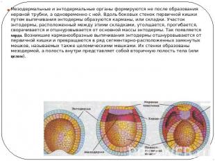Мезодермальные и энтодермальные органы формируются не после образования нервной