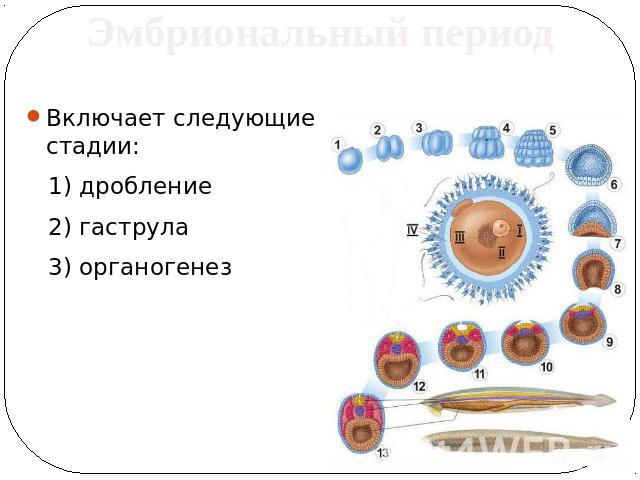 Эмбриональный период Включает следующие стадии: 1) дробление 2) гаструла 3) органогенез