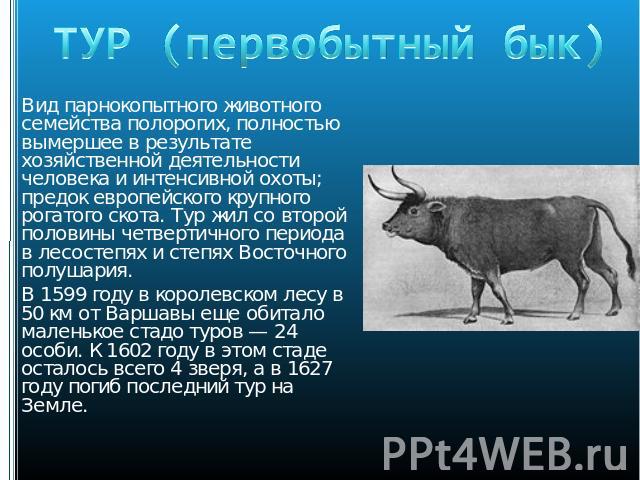 ТУР (первобытный бык) Вид парнокопытного животного семейства полорогих, полностью вымершее в результате хозяйственной деятельности человека и интенсивной охоты; предок европейского крупного рогатого скота. Тур жил со второй половины четвертичного пе…