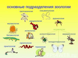 основные подразделения зоологии протозоология гельминтологиямалакологиякарциноло