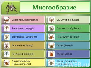 Многообразие Скорпионы (Scorpiones) Телифоны (Uropygi) Тартариды (Tartarides) Фр