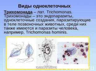 Виды одноклеточных Трихомонада – лат. Trichomonas. Трихомонады – это эндопаразит