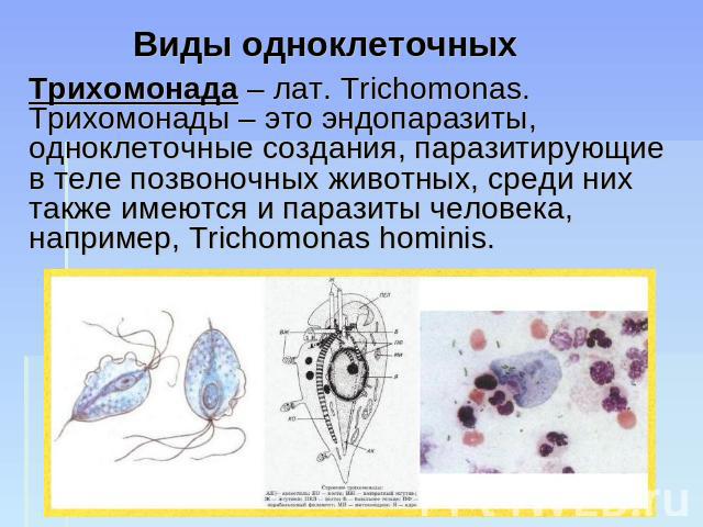 Виды одноклеточных Трихомонада – лат. Trichomonas. Трихомонады – это эндопаразиты, одноклеточные создания, паразитирующие в теле позвоночных животных, среди них также имеются и паразиты человека, например, Trichomonas hominis.