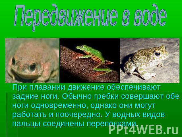 Передвижение в воде При плавании движение обеспечивают задние ноги. Обычно гребки совершают обе ноги одновременно, однако они могут работать и поочередно. У водных видов пальцы соединены перепонками.