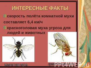 ИНТЕРЕСНЫЕ ФАКТЫ скорость полёта комнатной мухисоставляет 6,4 км/чкрасноголовая