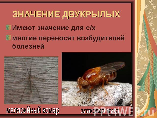 ЗНАЧЕНИЕ ДВУКРЫЛЫХ Имеют значение для с/хмногие переносят возбудителей болезней малярийный комар злаковая муха