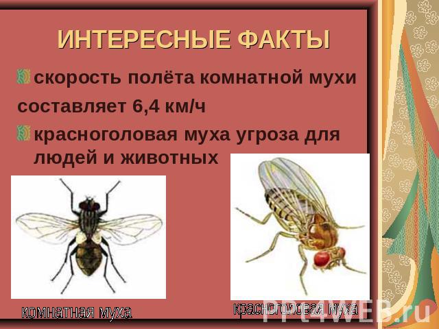 ИНТЕРЕСНЫЕ ФАКТЫ скорость полёта комнатной мухисоставляет 6,4 км/чкрасноголовая муха угроза для людей и животных комнатная муха красноголовая муха