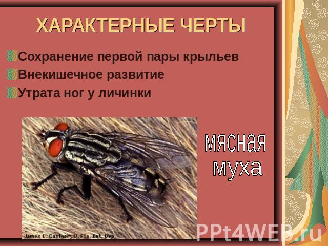 ХАРАКТЕРНЫЕ ЧЕРТЫ Сохранение первой пары крыльевВнекишечное развитиеУтрата ног у личинки мясная муха