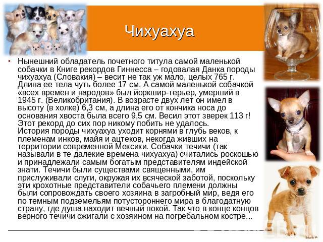 Чихуахуа Нынешний обладатель почетного титула самой маленькой собачки в Книге рекордов Гиннесса – годовалая Данка породы чихуахуа (Словакия) – весит не так уж мало, целых 765 г. Длина ее тела чуть более 17 см. А самой маленькой собачкой «всех времен…