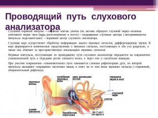 Проводящий путь слухового анализатора Слуховой нервный импульс --- нервные клетк