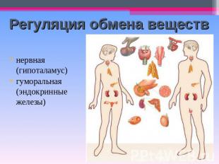 Регуляция обмена веществ нервная (гипоталамус)гуморальная (эндокринные железы)