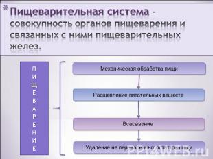 Пищеварительная система - совокупность органов пищеварения и связанных с ними пи