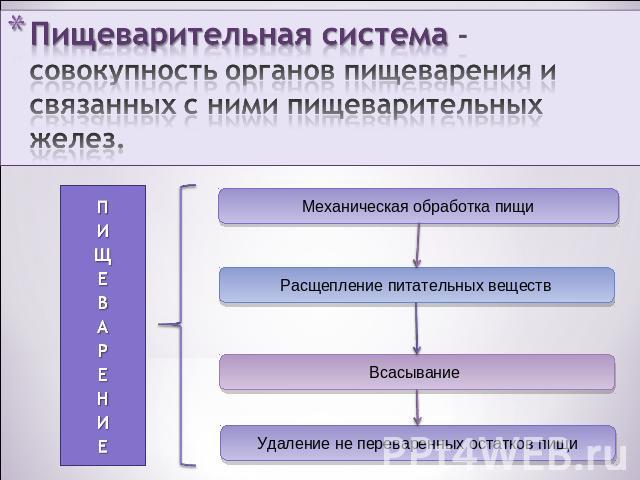 Пищеварительная система - совокупность органов пищеварения и связанных с ними пищеварительных желез. ПИЩЕВАРЕНИЕ Механическая обработка пищи Расщепление питательных веществ Всасывание Удаление не переваренных остатков пищи