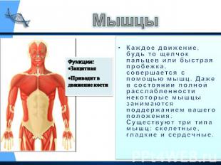 Мышцы Функции:Защитная Приводит в движение кости Каждое движение, будь то щелчок
