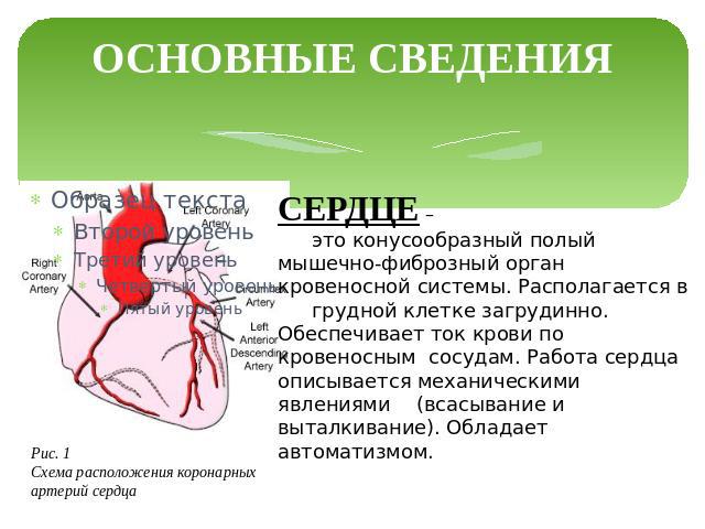 ОСНОВНЫЕ СВЕДЕНИЯ СЕРДЦЕ – это конусообразный полый мышечно-фиброзный орган кровеносной системы. Располагается в грудной клетке загрудинно. Обеспечивает ток крови по кровеносным сосудам. Работа сердца описывается механическими явлениями (всасывание …