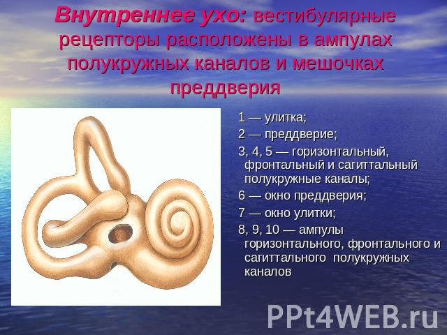 Внутреннее ухо: вестибулярные рецепторы расположены в ампулах полукружных каналов и мешочках преддверия 1 — улитка; 2 — преддверие; 3, 4, 5 — горизонтальный, фронтальный и сагиттальный полукружные каналы; 6 — окно преддверия; 7 — окно улитки; 8, 9, …