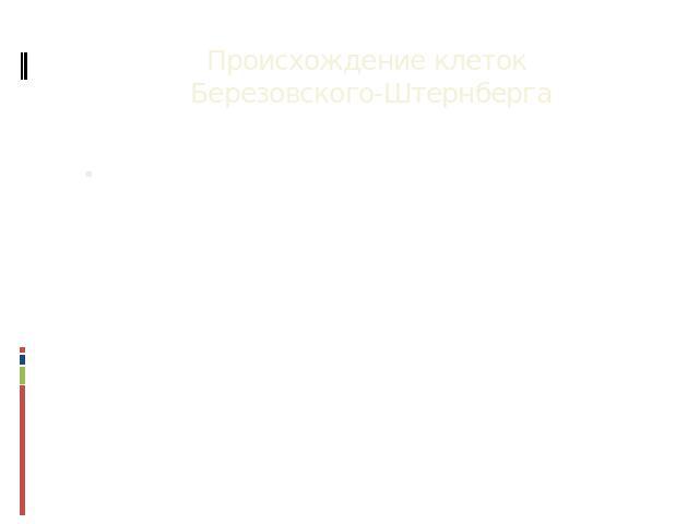 Происхождение клеток Березовского-Штернберга Результаты исследования клеточных маркеров и фагоцитарной активности, реакция окрашивания на неспецифическую эстеразу и способность к экскреции лизоцима указывают на то, что многоядерные клетки Березовско…