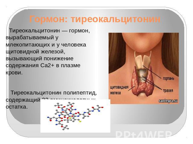 Гормон: тиреокальцитонин Тиреокальцитонин — гормон, вырабатываемый у млекопитающих и у человека щитовидной железой, вызывающий понижение содержания Ca2+ в плазме крови. Тиреокальцитонин полипептид, содержащий 32 аминокислотных остатка.
