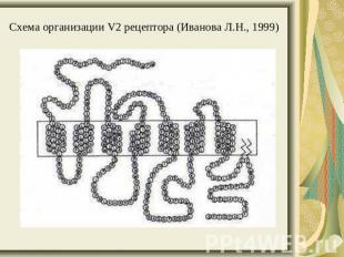 Схема организации V2 рецептора (Иванова Л.Н., 1999)