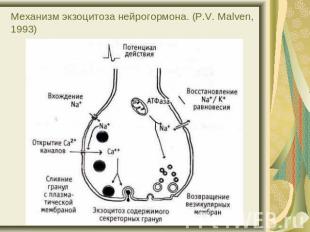 Механизм экзоцитоза нейрогормона. (P.V. Malven, 1993)