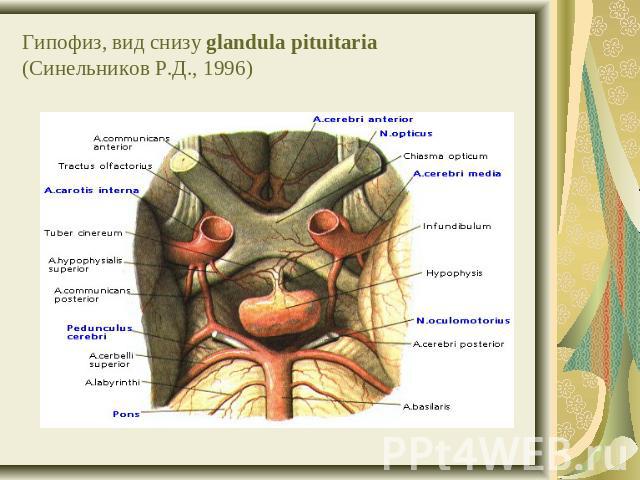 Гипофиз, вид снизу glandula pituitaria(Синельников Р.Д., 1996)