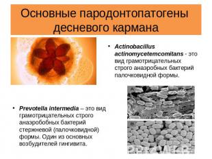 Основные пародонтопатогены десневого кармана Actinobacillus actinomycetemcomitan