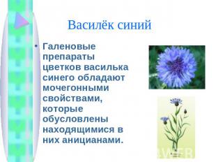 Василёк синий Галеновые препараты цветков василька синего обладают мочегонными с
