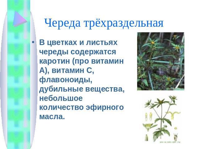 Череда трёхраздельная В цветках и листьях череды содержатся каротин (про витамин А), витамин С, флавоноиды, дубильные вещества, небольшое количество эфирного масла.