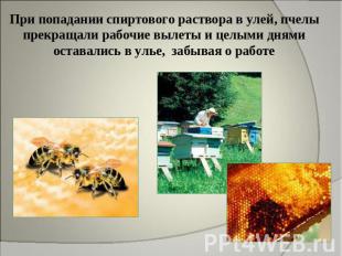 При попадании спиртового раствора в улей, пчелы прекращали рабочие вылеты и целы