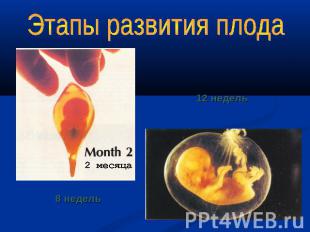 Этапы развития плода 12 недель 8 недель