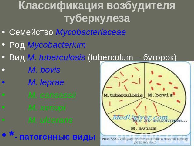 Классификация возбудителя туберкулеза Семейство MycobacteriaceaeРод MycobacteriumВид M. tuberculosis (tuberculum – бугорок) М. bovis M. leprae M. cansassii M. xenopi M. ulcerans*- патогенные виды
