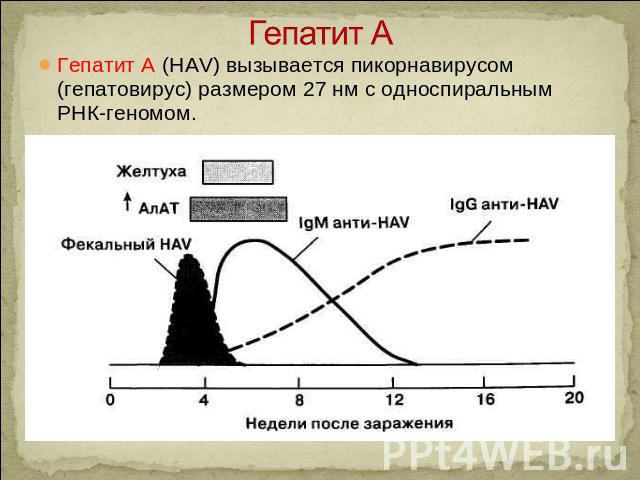 Гепатит А Гепатит A (HAV) вызывается пикорнавирусом (гепатовирус) размером 27 нм с односпиральным РНК-геномом.