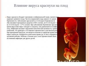 Влияние вируса краснухи на плод Вирус краснухи обладает тропизмом к эмбрионально