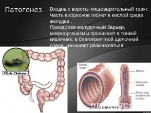 Патогенез Входные ворота- пищеварительный тракт. Часть вибрионов гибнет в кислой